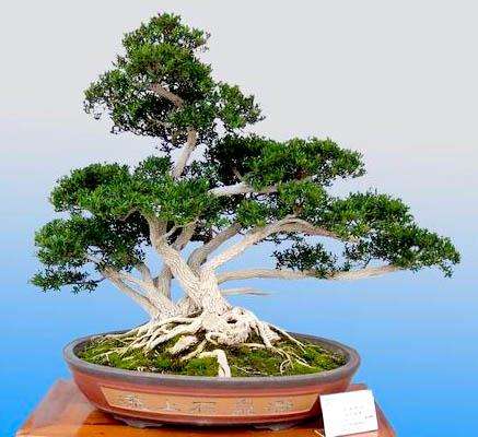 浙江萧山盈一盆景花木场