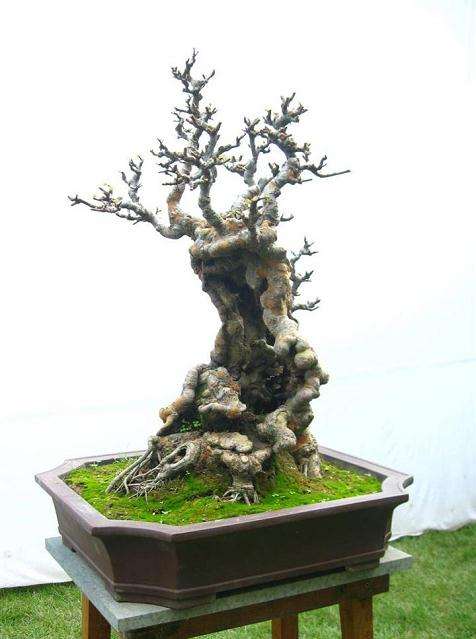 浙江乍浦有200盆盆景前来参展