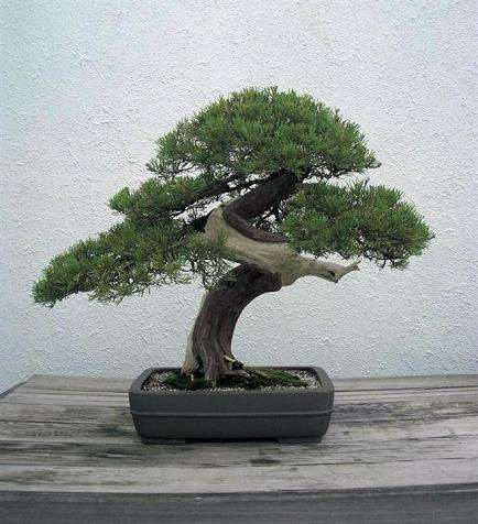 2011浙江盆景宏构邀请展暨盆景创作比赛