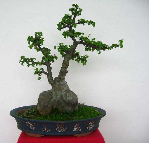 2011浙江盆景精品邀请展暨盆景创作比赛