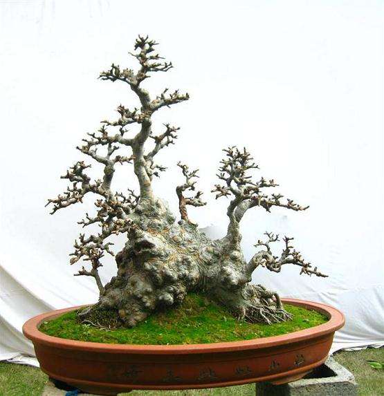 浙江各城市的60余盆精品盆景抵达植物园