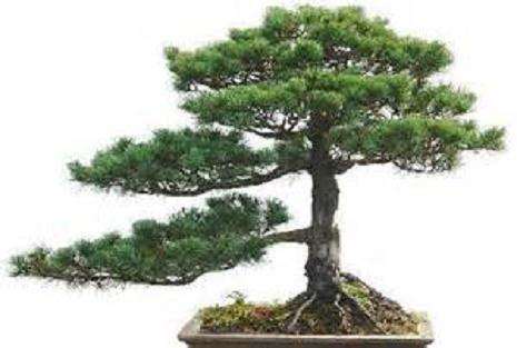 杭州盆景出租的现状