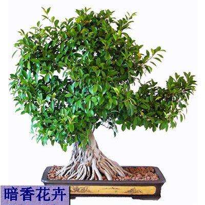 杭州萧山盆景花木场