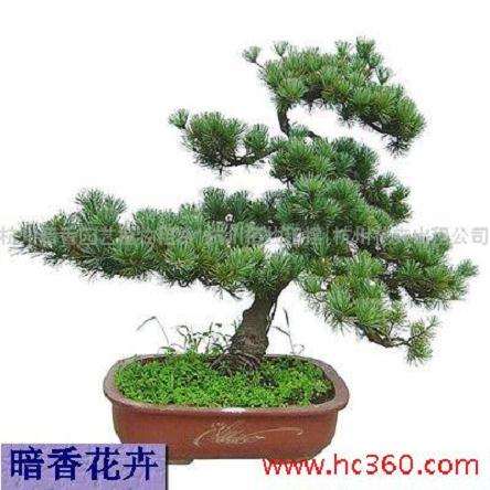 杭州西湖会变成盆景吗？