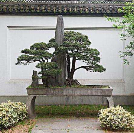 2002杭州怡然盆景之友联谊会