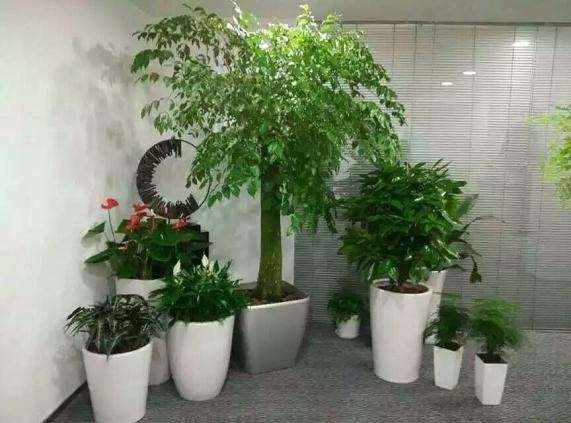 杭州六通园艺有限公司的3000株红枫盆景已经顺利出口到欧盟