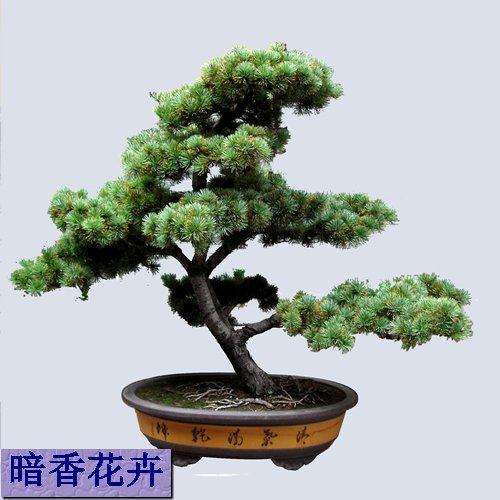 记杭州盆景植物园建园50多年