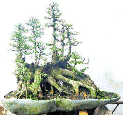 温州盆景协会第十届文成县盆景协会第六届展览会