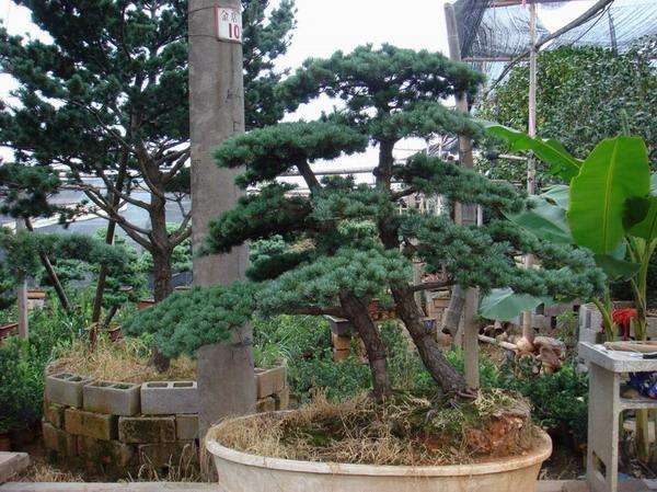 不要埋没温州盆景