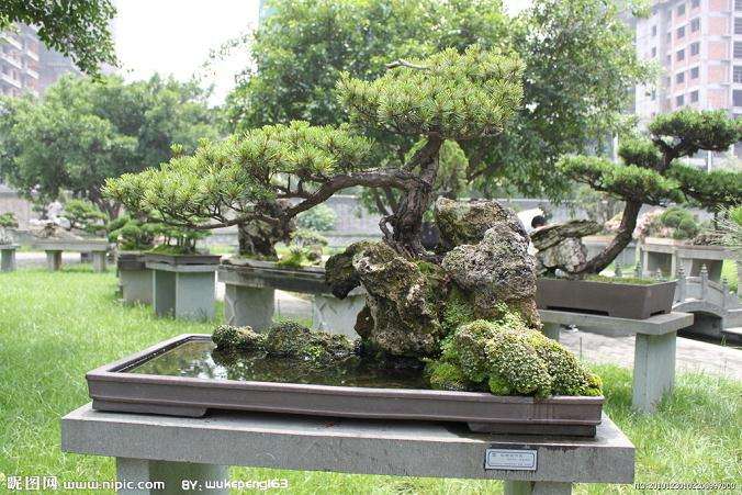 创建温州大型盆景园