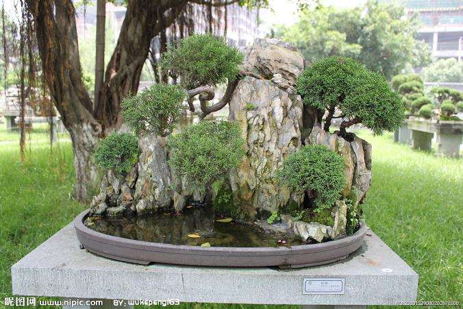 温州的盆景销售点