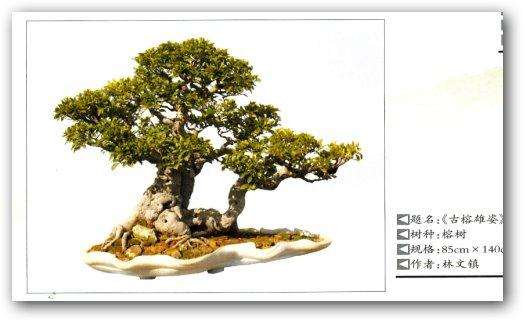 温州盆景园艺社