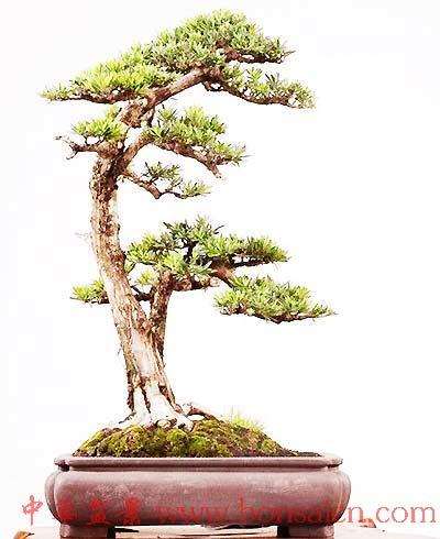 价值万元的罗汉松盆景偷偷搬回家 嫌疑人涉嫌盗窃被公诉