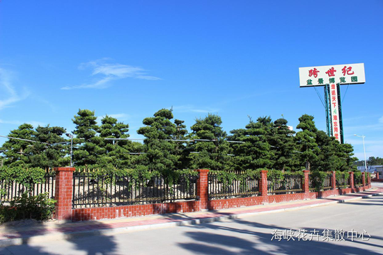 罗汉松盆景的价格 为何可达百万甚至上千万！