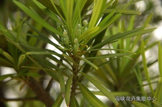 罗汉松盆景的价格 为何可达百万甚至上千万