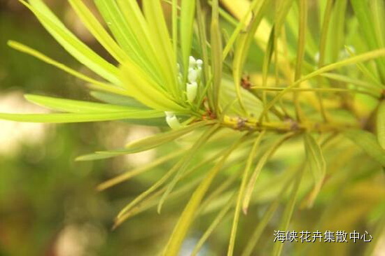 罗汉松盆景的价格 为何可达百万甚至上千万