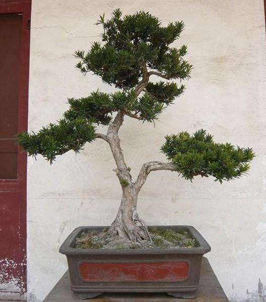 收藏罗汉松盆景增值 竟然也成为民间理财小众新路