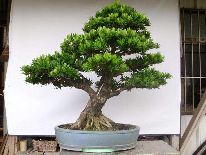 粗不过13厘米的罗汉松盆景 叫价就要两万多元