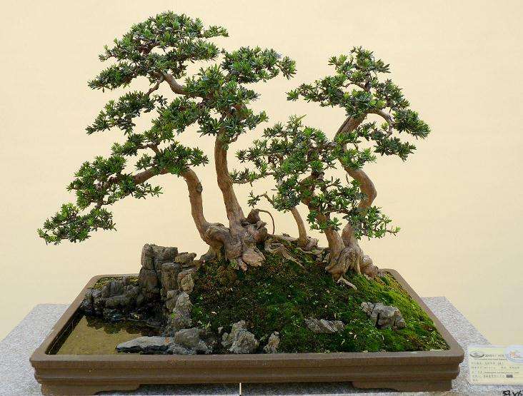 价格卖到68万元的日本罗汉松盆景