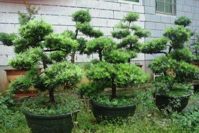 十年前几乎没人玩的罗汉松盆景 现在价格逐年飙涨