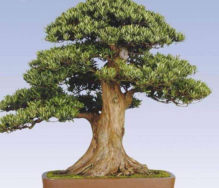 近年来兴起罗汉松盆景成交价格 高达80多万元