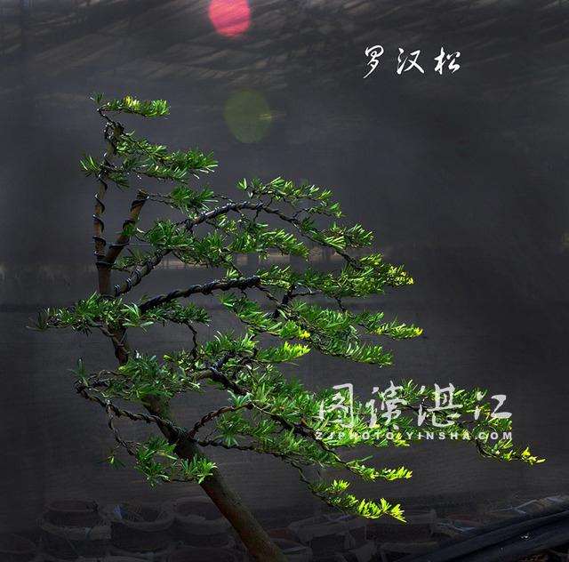 珠三角近年出现了罗汉松盆景热 使其价格大幅上涨