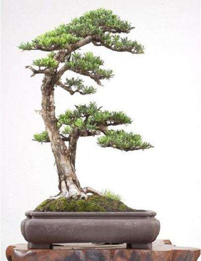 盆景化的罗汉松销路越发广阔 价格也越来越高