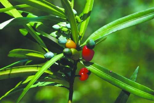 为什么罗汉松盆景不结罗汉果?