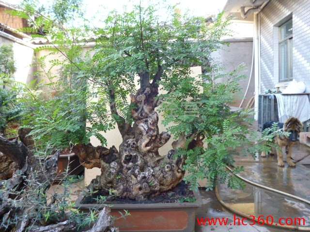 扫描二维码 就可下单买盆景