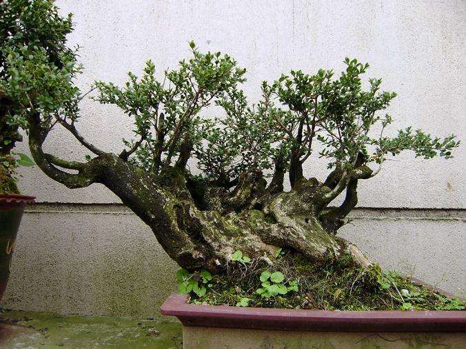 60多岁老人 用电脑买盆景 佩服！