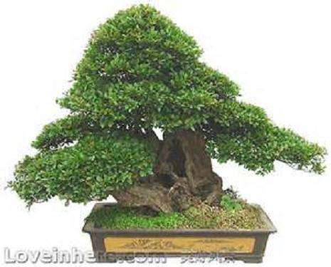 没想到 买盆景两个月就凋谢