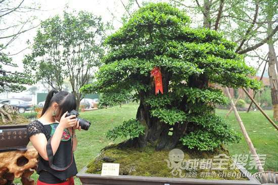 川派天价金弹子盆景亮相邛崃 价值30万