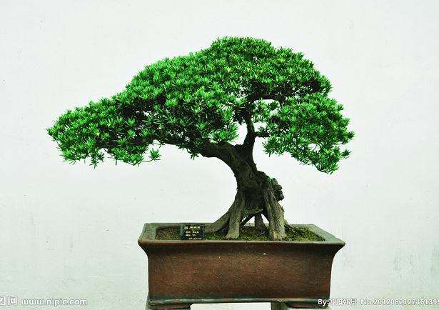 罗汉松小盆景都卖得很不错 价格也由五十元到数百元不