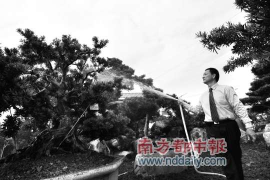 “真趣园”是目前国内最大的罗汉松农场