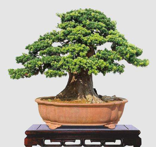 9盆罗汉松树盆景一夜之间竟不翼而飞 案值达28.4万元