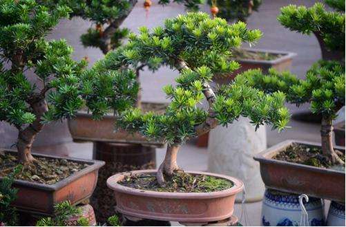 一棵罗汉松盆景的价格过万元 是很普通的