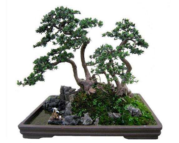 每盆2500元价钱购买的罗汉松盆景 竟然是用胶水粘接而成的