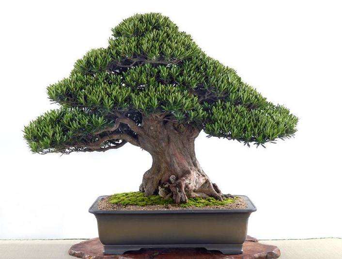 东莞年桔量价齐跌渐失宠 罗汉松盆景价格量涨成新贵