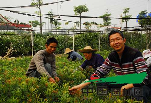 广东东莞海岛罗汉松盆景蓄势待发