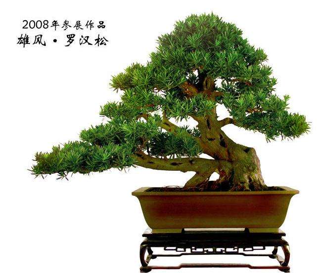 花800万购罗汉松盆景助长炒风  很要不得