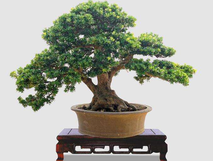 国家罗汉松盆景价格可达几十万元 引来不少不法分子盗伐