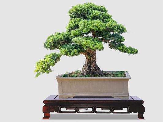 价值180万罗汉松盆景将亮相重庆