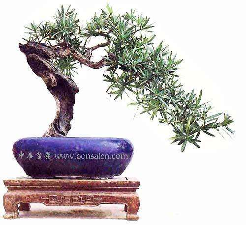 北海罗汉松盆景种植 每株价格卖1万余元