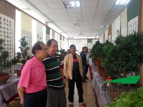 云南老干部花卉盆景协会举办罗汉松盆景展览 云南老干部花卉盆景协会举办罗汉松盆景展览