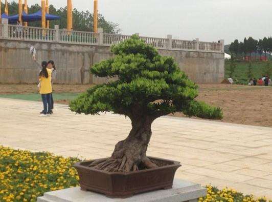 北海市被评为&ldquo;中国罗汉松盆景之都&rdquo;