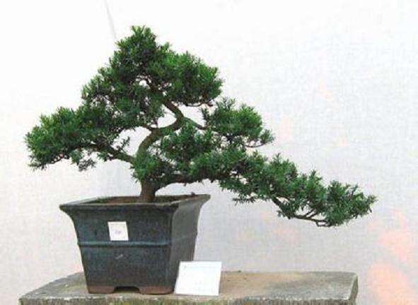 家有罗汉松 一世不愁穷 -- 罗汉松盆景价格 年年涨 