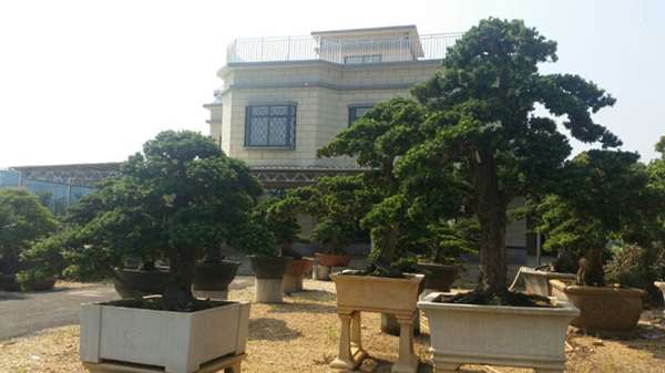 北海市罗汉松盆景产业得到蓬勃发展