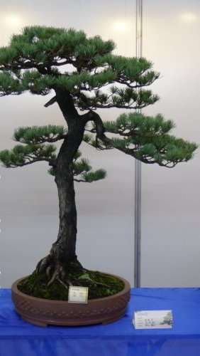 华东精品盆景展与2016中国夏溪花木节同期举办