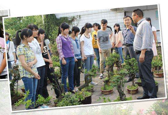 盆景制作及鉴赏课:金弹子嫁接母枝