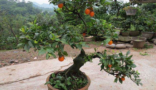 春季是嫁接金弹子的最好时间